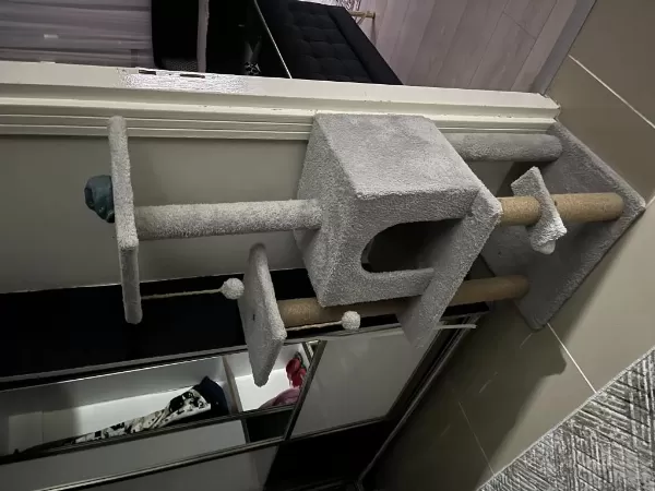 10 Aylık British Shorthair Kedimiz