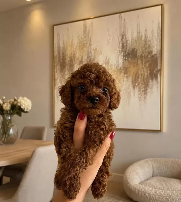 Toy Poodle Bebekler Ev Üretimi
