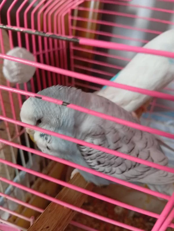 Kizişmiş Sağlikli Dişi Jumbo Dişi Muhabbet Kuşu