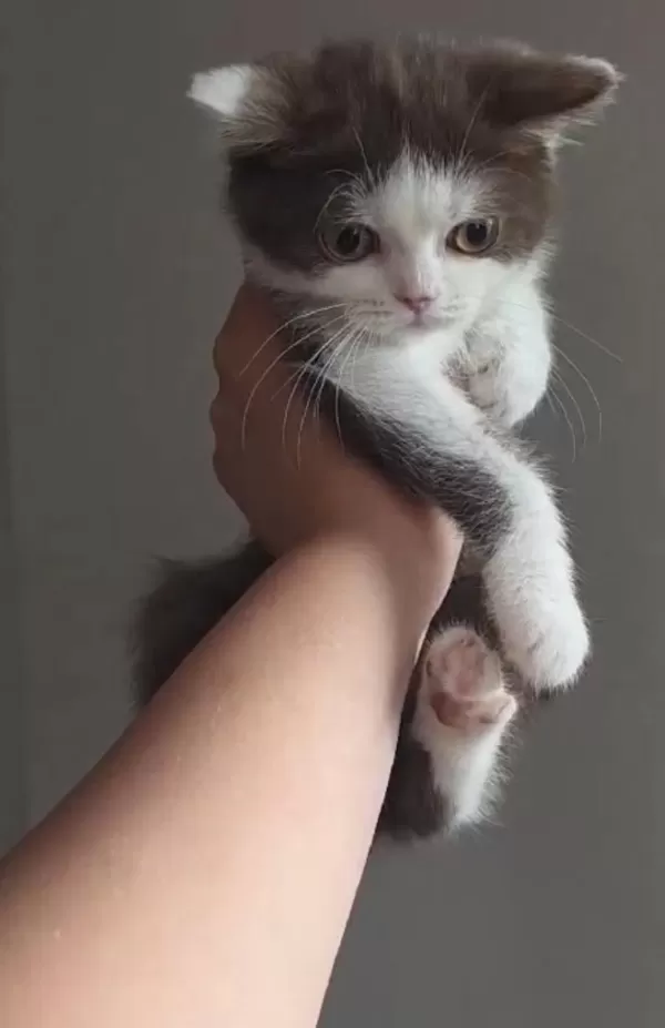 Çikolata Aşkı Kedimiz