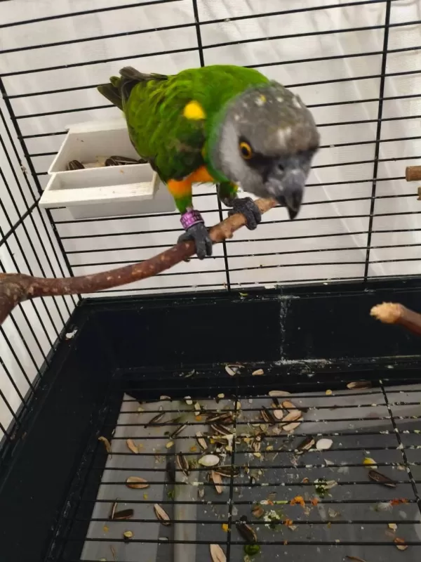 Acil Satılık Senegal Papağanı