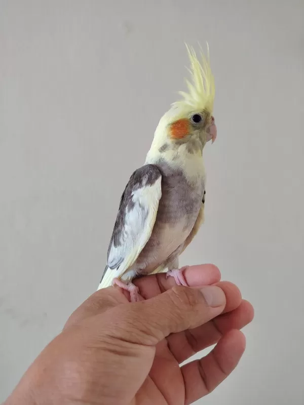Bebek Sultan Papağanı