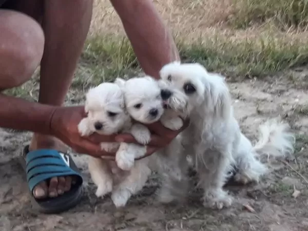 Orjinal Maltese Terrier Bebekler