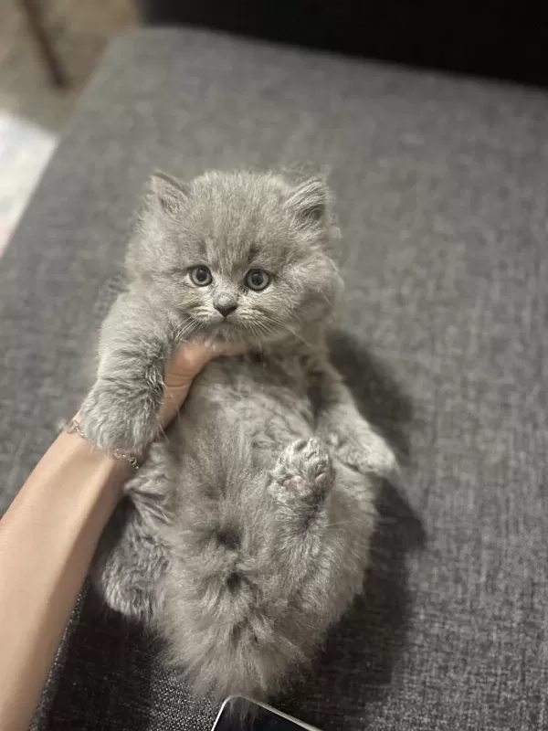 Safkan British Longhair Yavrumuza Sevgi Dolu Yeni Yuva