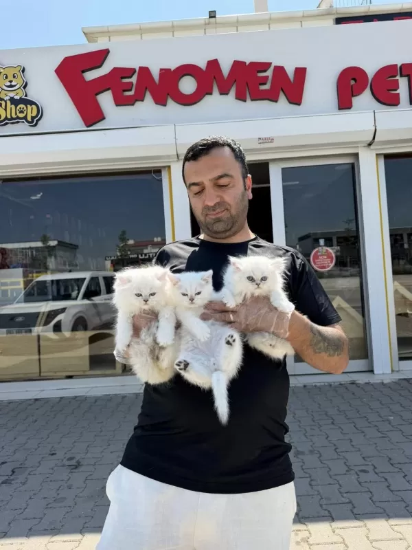 Kediciden Renk Renk British Shorthair Yavrulari Ankara
