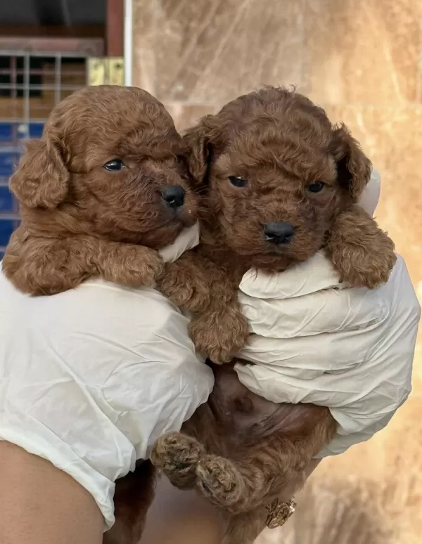 Toypoodle Sevimli Yavrular