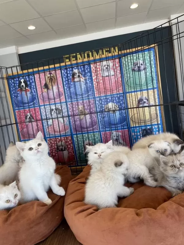 En Güzel British Shorthair Yavrulari Burada