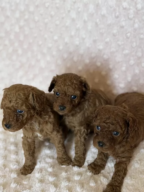 Anne Altından Toy Poodle Bebeklerimiz
