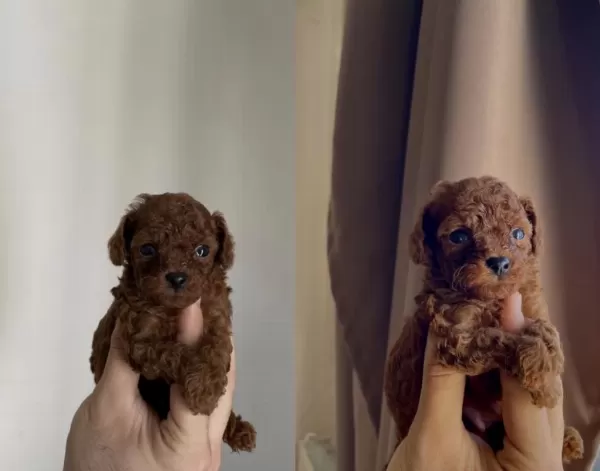 Orjinal Mikro Toy Poodle