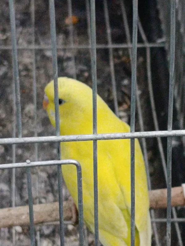 Son Tek Yavru Sarı Muhabbet Kuşu