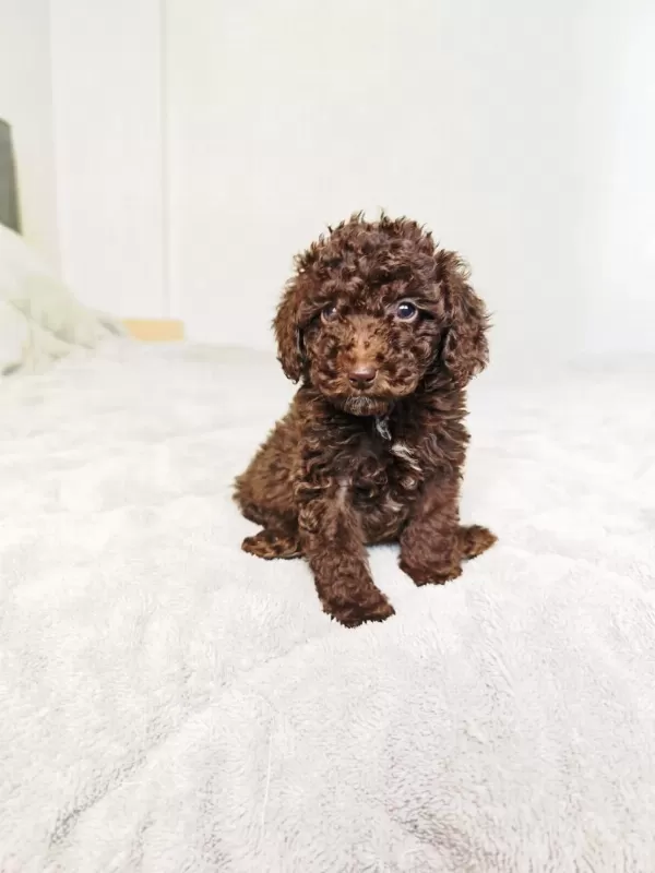 Çikolatali Toy Poodle Bebekler