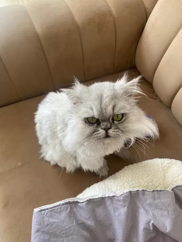 Chinchilla Kedimi Sahiplendirmek İstiyorum