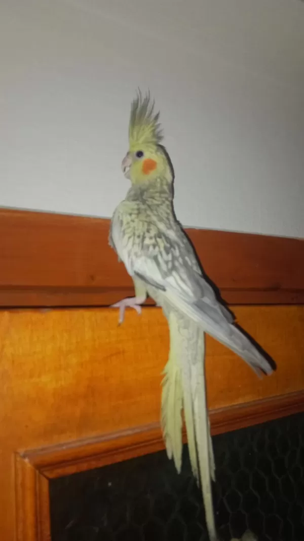 Sultan Papağanı Yavru Ve Damızlık Kuşlar