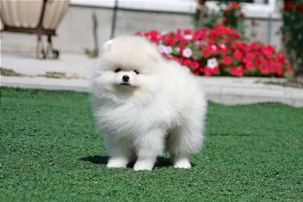 Petmode Köpek Çiftliğinden Teddy Face Pomeranian