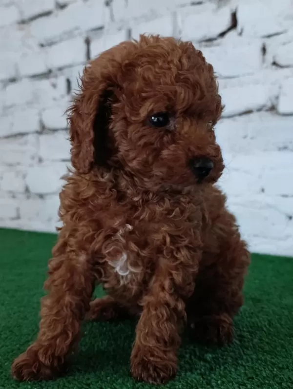 Harika Toy Poodle Yavrumuz