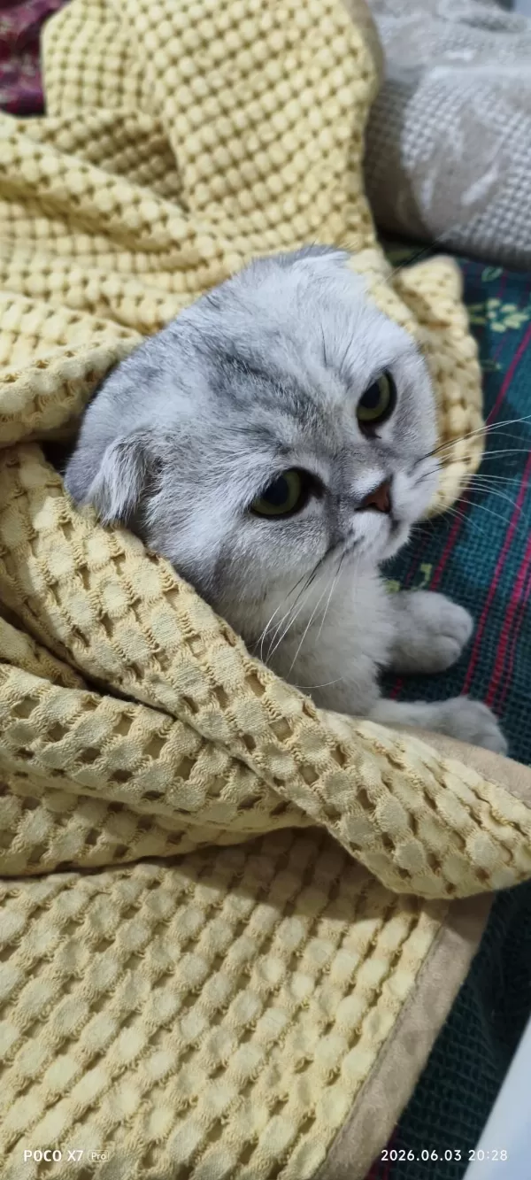 Scottish Fold Erkek Kedimiz Sahiplendirilecek