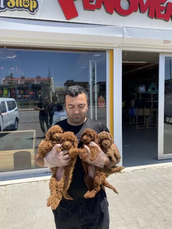 En Güzel Toy Poodle Yavrular Ankara Mağazamizda Görün