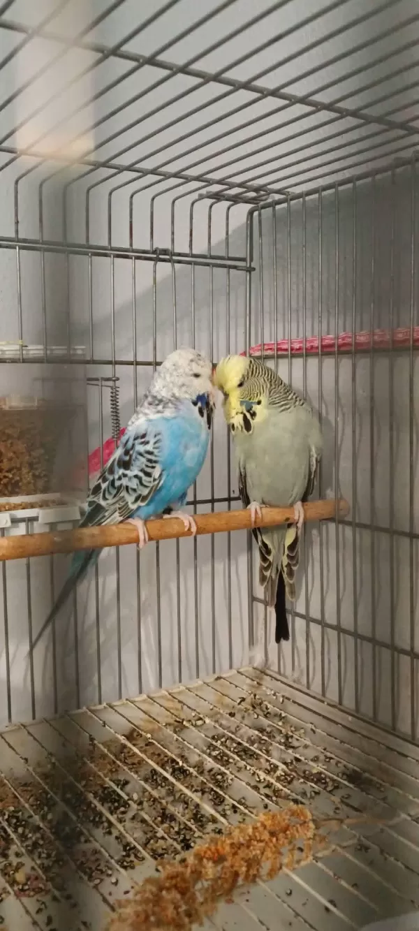 2 Takım Show Jumbo Muhabbet Kuşu