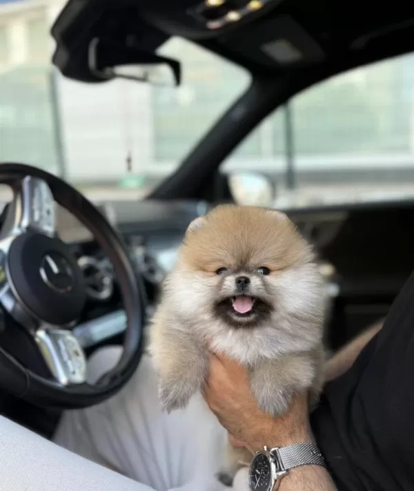 Pomeranian Boo Köpekler