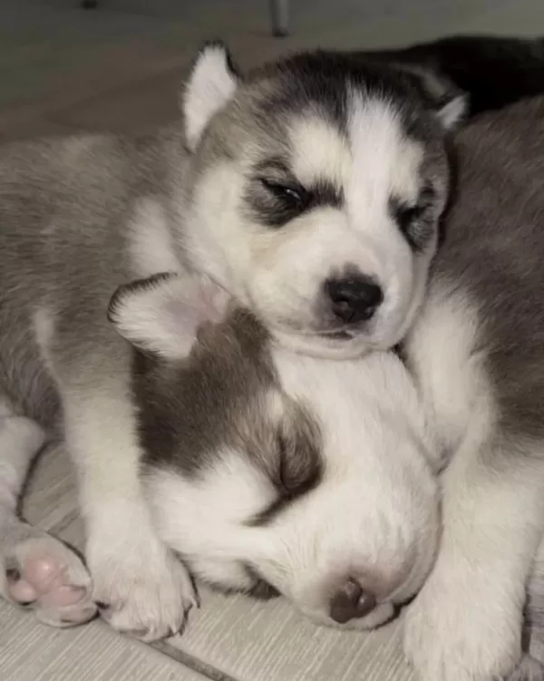 Sağlıklı Husky Safkan