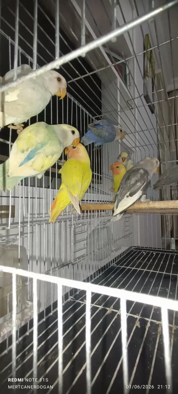 Sevda Papağani Yeni Yeme Düşmüş
