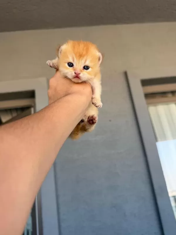 Golden British Shorthair Bebekler