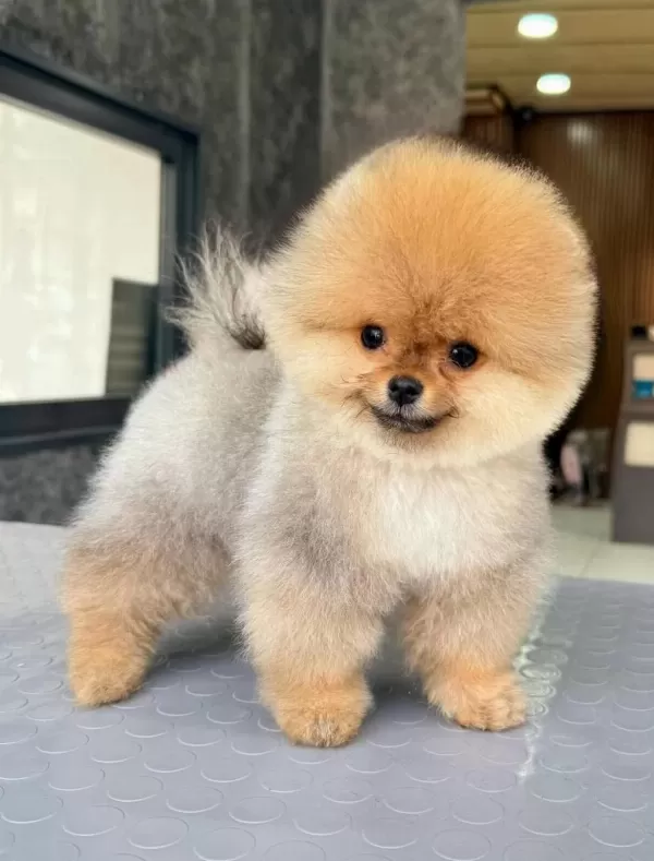 Ayı Surat Boo Yavruları