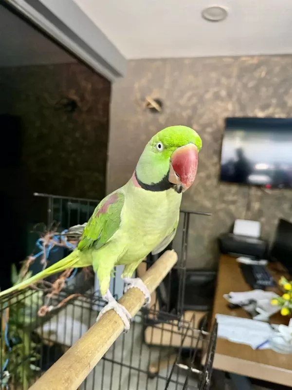 Konuşan Erkek Alexander Papağani Kafesiyle Birlikte