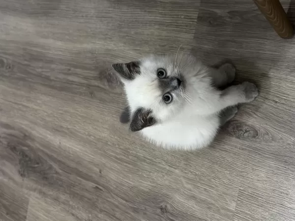 British Shorthair Blue Point Yavrularımız Yuva Arıyor