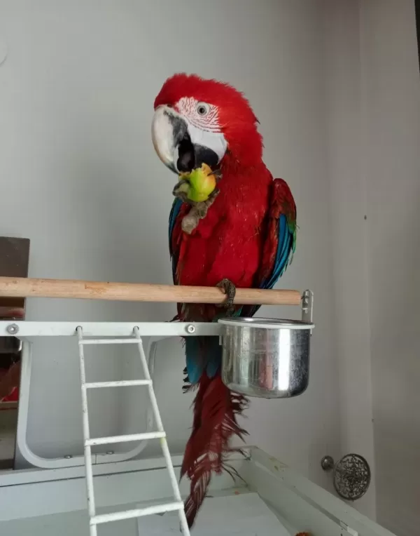 Ara Macaw Papağanı 10 Aylık