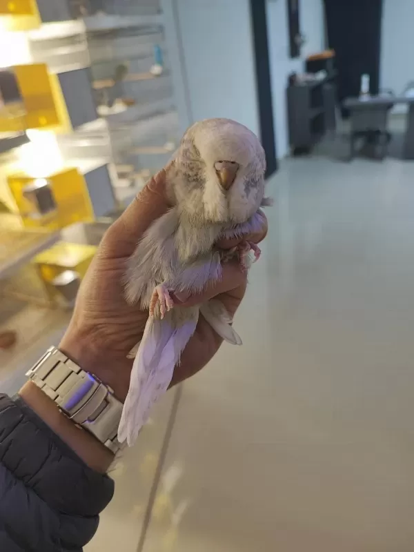 Alıştırmalık Show Jumbo Muhabbet Kuşlar 60 Günlük