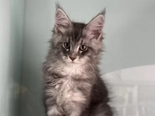 Show Kalite Maine Coon Yavrularımızı Canlı Görün