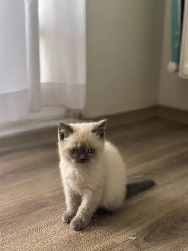 British Shorthair Blue Point Yavrularımız Yuva Arıyor