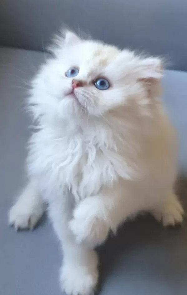 British Longhair Gökyüzünün En Güzel Tonu Bu Gözlerde