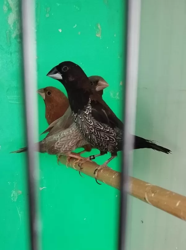 Mokka Bengal İspinozu Yarışma Vasıflı Çiftler