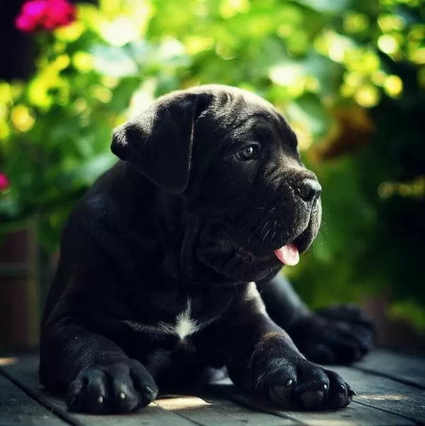 Asil Cane Corso Yavrular