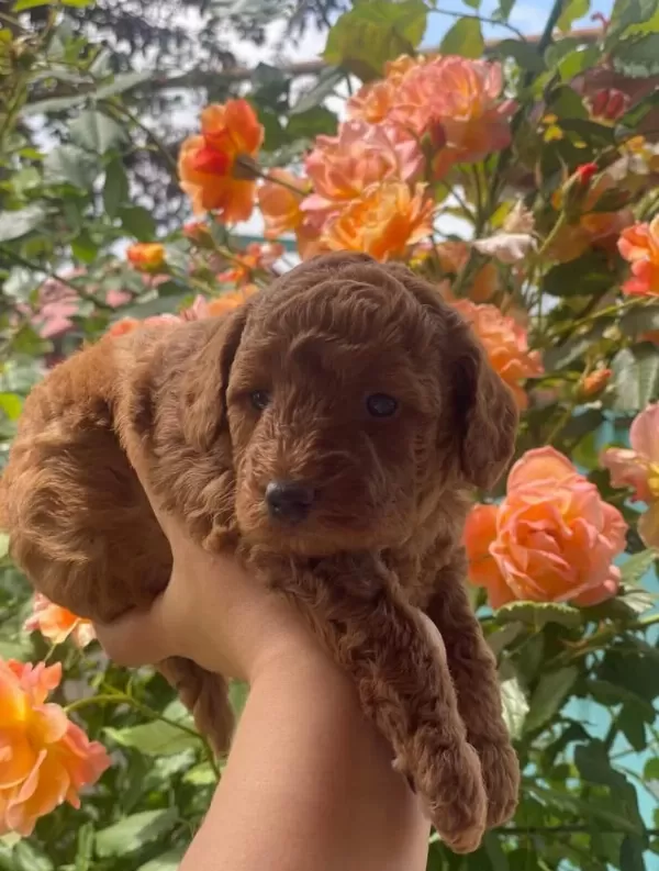 Harika Poodle Yavruları