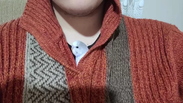Elde Yatan Erkek Muhabbet Kuşu