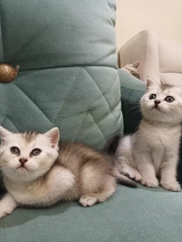British Shorthair Silver Point Yavrular İki Aylık