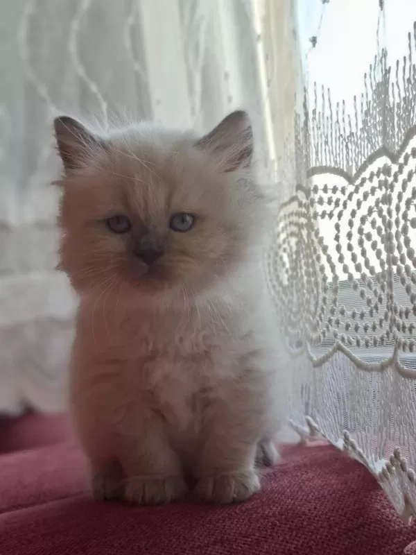 Safkan Himalayan Sağlıklı Yavru