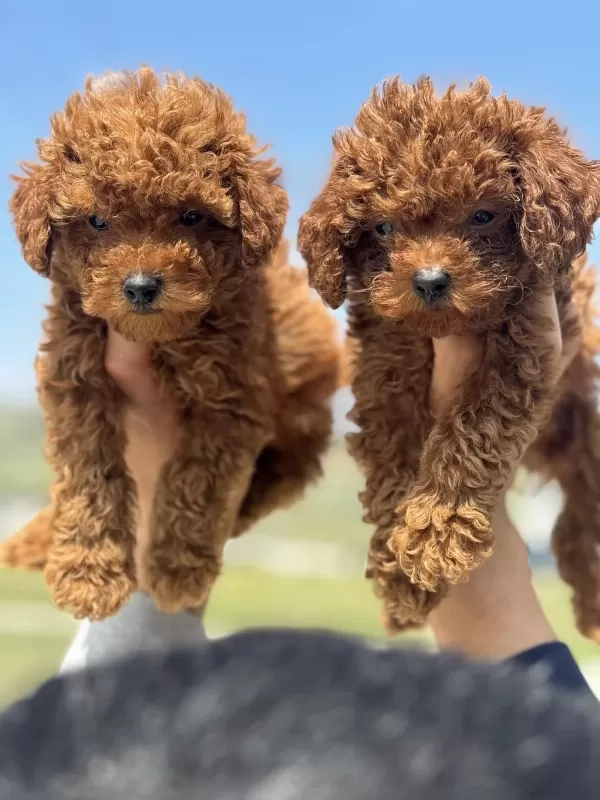 Tarım Bakanlığı Yasal Üretim Çiftliğinden Toy Poodle