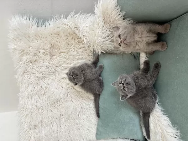 Mükemmel Güzellikteki British Shorthair Yavrular