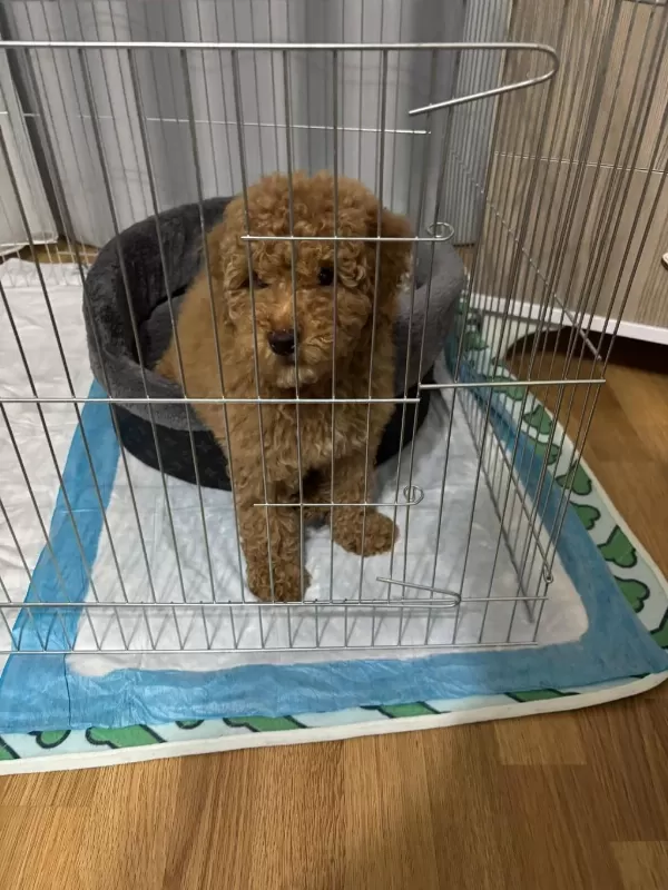 4 Aylık Dişi Toy Poodle