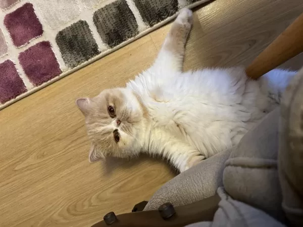 Exotic Shorthair Dişi 3 Yaşinda