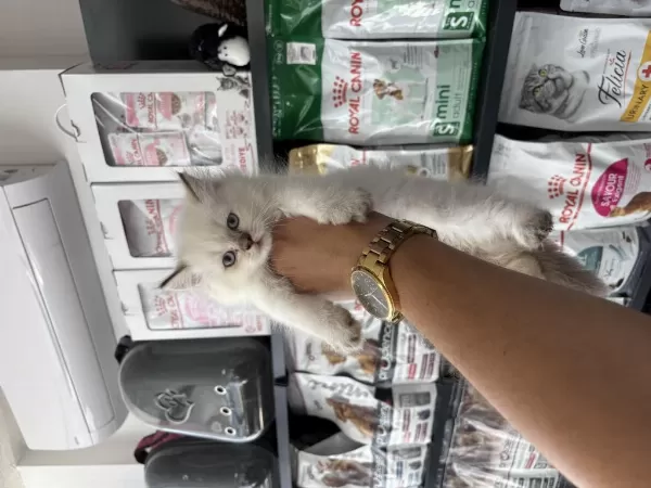 British Longhair Dişi Erkek Bebeklerimiz