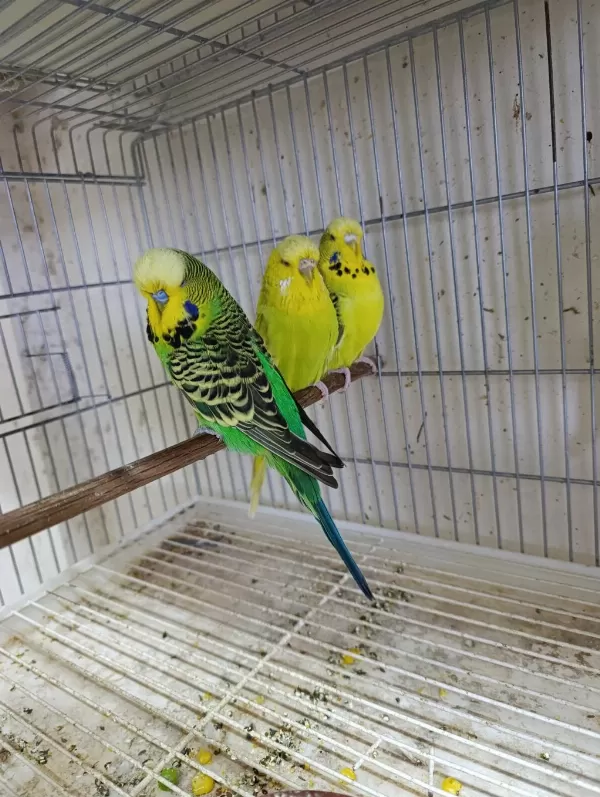 Jumbo Muhabbet Kuşları 2 Çift