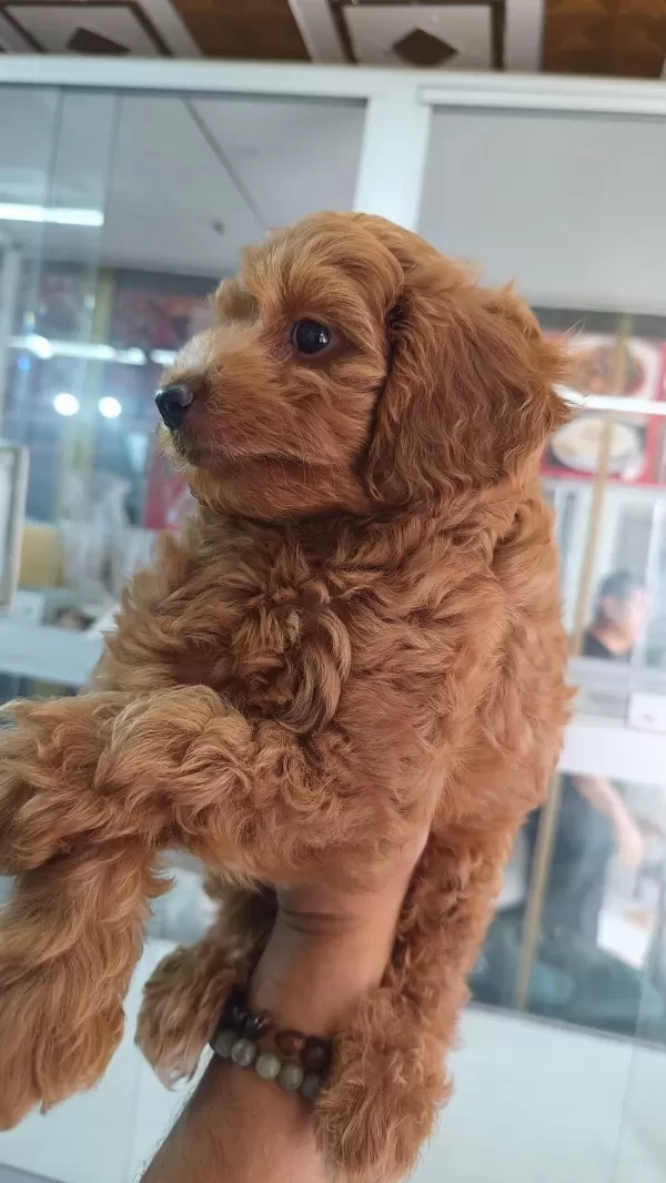 İrk Ve Sağlik Garantili Maltipoo Yavrumuz