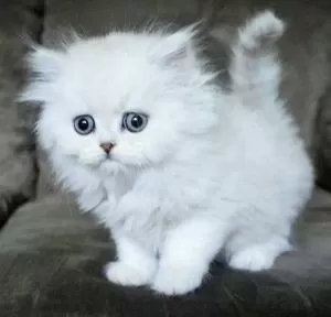 British Longhair Yavrular Evinizin Neşesi Olacaktır