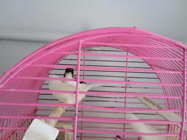 Bengal İspinoz Finch 3 Adet