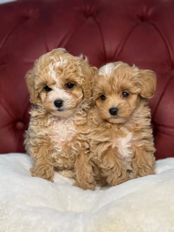 Yasal Ruhsatlı Çiftlikten Maltipoo Yavrular